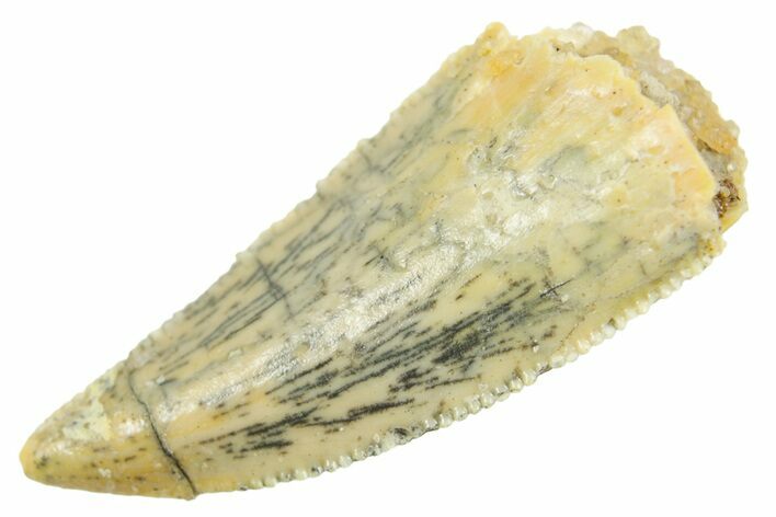 Serrated Raptor Premaxillary Tooth - Real Dinosaur Tooth #364842